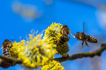 Small yellow bee pollinating a white spring blossom. Caught in a flight.