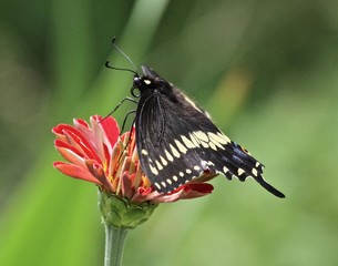 Summer Butterflies 2