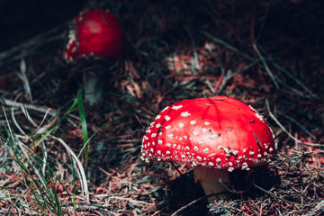 A beautiful but highly poisonous red mushroom with white points commonly known as fly agaric or fly amanita
