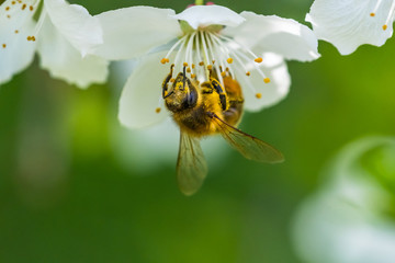 Small yellow bee pollinating a white spring blossom of a cherry