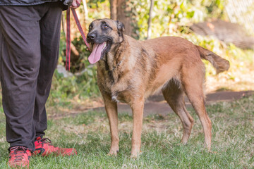 Portrait of belgium shepherd dog living in belgium