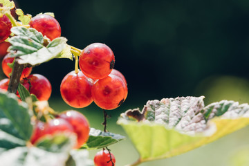 Ripe redcurrant growing on the branch of a bush. Beautiful color grading