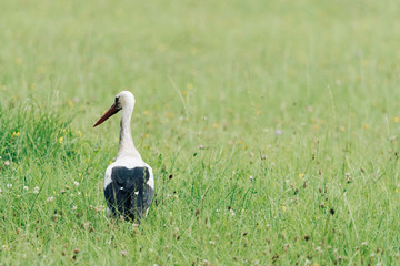 Fototapeta premium A white stork walking on a field with fresh green grass