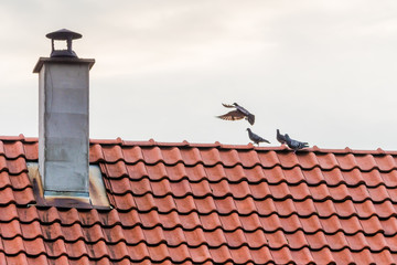 Fototapeta na wymiar Pigeons flying and standing above a red roof of a house