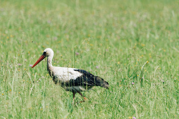 A white stork walking on a field with fresh green grass