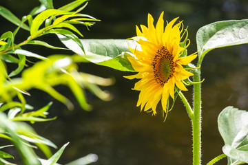 Sunflower lit up by the sun