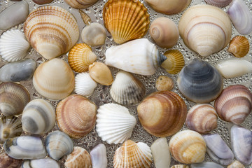 Seashells as background, sea shells collection natural
