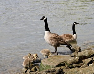Goose with Babies 1