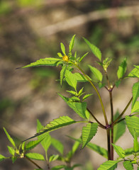 Medicinal plant Bídens tripartíta