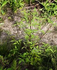 Medicinal plant Bídens tripartíta