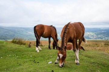 Fototapeta na wymiar Wild horses grazing on the Welsh Countryside in Brecon Beacons, Wales