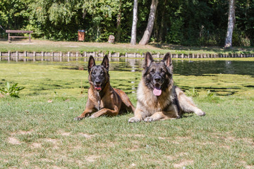 Portrait of belgium shepherd dog living in belgium