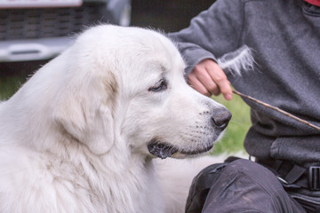 portrait of Pyrenean Mountain Dog living in belgium