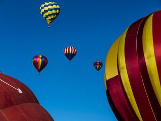 Obraz premium Hot Air Balloons 