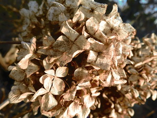 乾いたあじさい