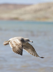 Seagull