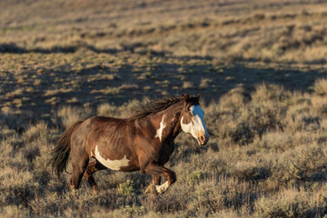 Majestic Wild Horse in Colorado
