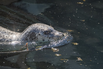 Naklejka premium Zbliżenie na foki portowe, Alaska Sealife Center