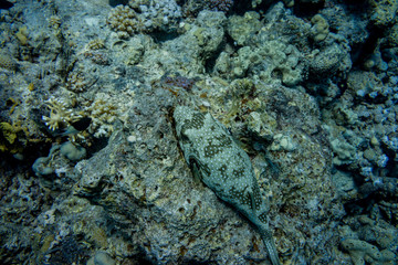 poisson globe 8