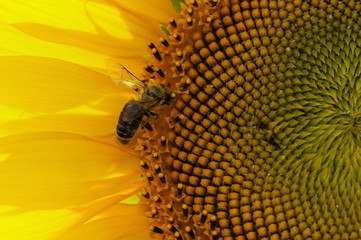 Sunflower natural background, sunflower blossom. Bee.