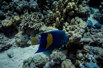 Fototapeta na wymiar poisson bleu