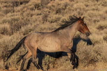 Obraz na płótnie Canvas Majestic Wild Horse in Colorado