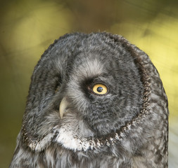 Great Gray Owl