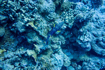 Corail 11