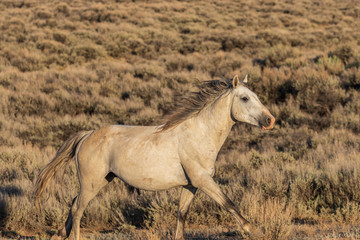 Obraz premium Majestic Wild Horse in Colorado
