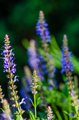 Sage blooms beautifully