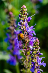 Sage blooms beautifully