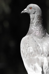 Portrait of a London pigeon 
