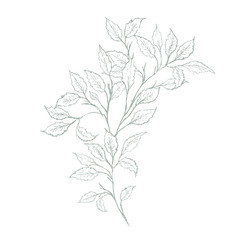 Soft Hand Drawn Mint Green Twig, White Background. Delicate Green  Sketch.