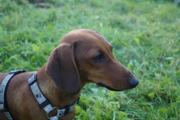 short-haired dachshund