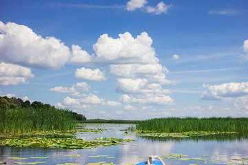 Naklejka na ściany i meble Beautiful landscape of water and sky. A lot of green reeds and lilies on the river