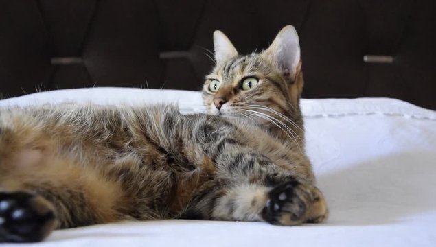 Relaxed European breed cat sleeps delightly on the comfortable bed, wakes up suddenly