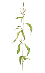 Fototapeta na wymiar watercolor drawing plant