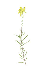 Fototapeta na wymiar watercolor drawing plant
