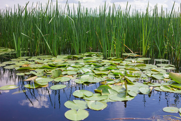 Reeds and greens on the water