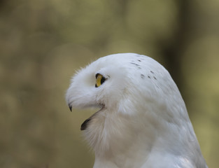 Snowy Owl, Alaska Raptor Center