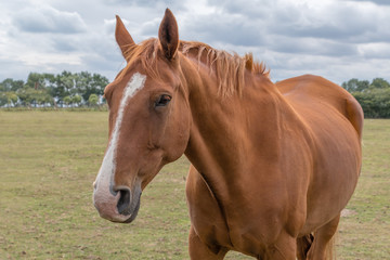 Horse in Field