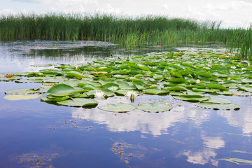 White water lily on the river. Beautiful view of the river