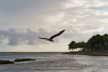 Fototapeta na wymiar The seagull flying over the river