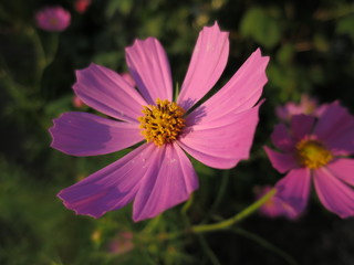 Fototapeta premium 夕陽を浴びるコスモス