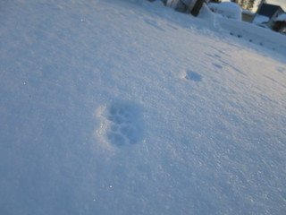 雪に残る足跡　猫1