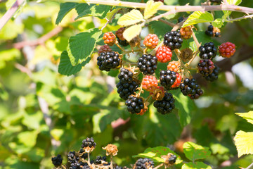 Close Up of Blackberries in Itay in Late Summer