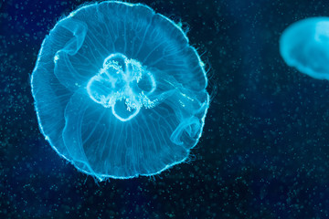 Aurelia aurita, moon jellyfish swimming inside aquarium.