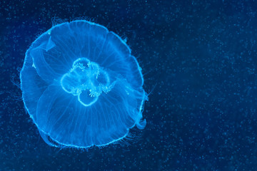 Aurelia aurita, moon jellyfish swimming inside aquarium.