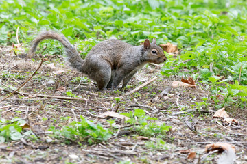 London Grey Squirrel standing ales while looking for food in St. James's Park, London, England