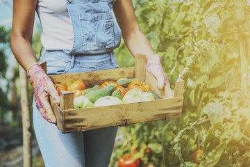 Greenhouse worker holding basket of tomatoes and cucumbers. Girl in green house. 